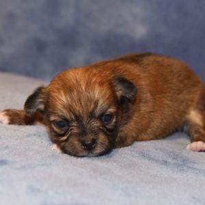 Main image of Fawn